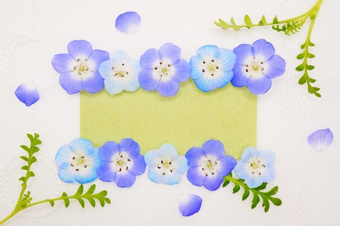 Mockup of fresh green title frame with lace white background decorated with blue nemophila flowers and leaves