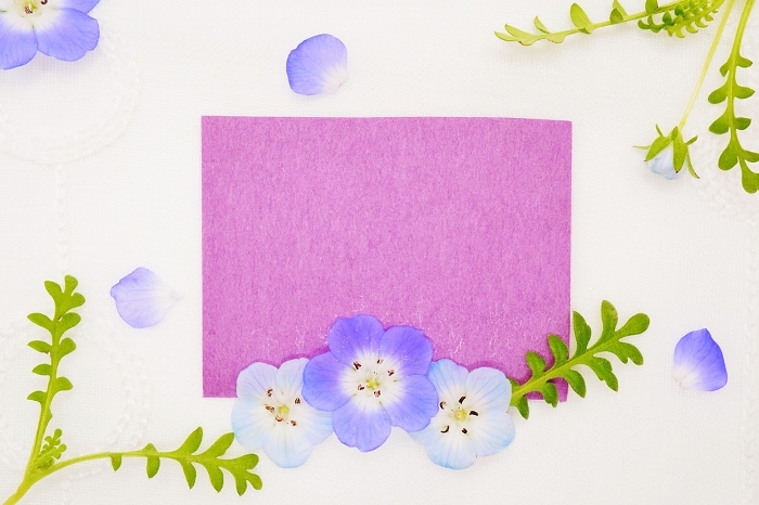Mock-up of a pretty comment space on purple Japanese paper with blue nemophila flowers on a white background of lace.