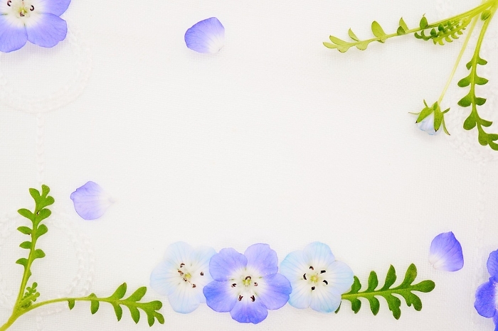 Blue Nemophila Flowers And Leaves Lined Up On White Background Web graphics