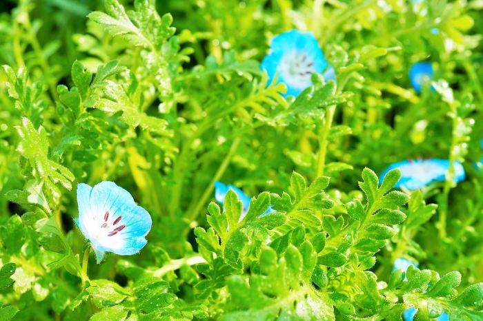 Blue nemophila flowers blooming beautifully from the overgrown green foliage outdoors