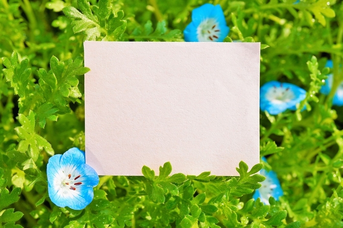 Mock-up of a natural title frame decorated with pretty blue nemophila flowers blooming in the garden