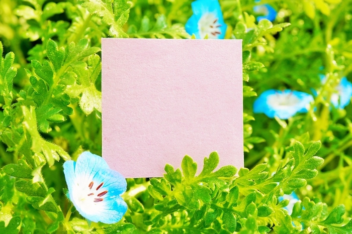 Mockup of a simple pink comment frame with beautiful blue nemophila flowers blooming in the garden.
