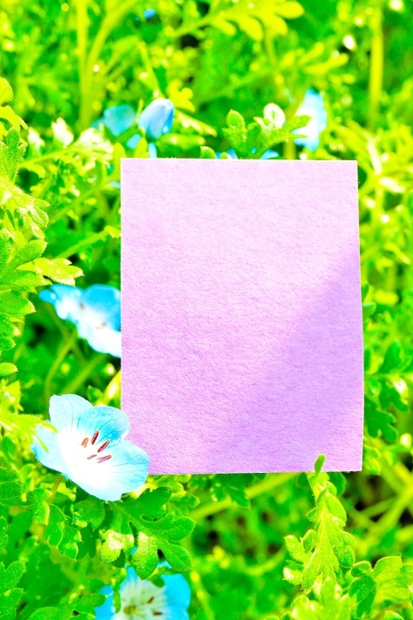 Mock-up of purple spring-like title frame decorated with blue lurica laxa flowers blooming outdoors