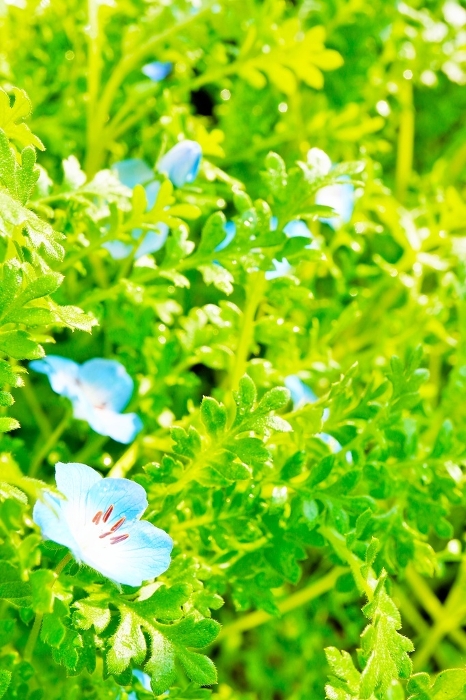 A field of blue nemophila flowers with lush green leaves in the garden, vertical