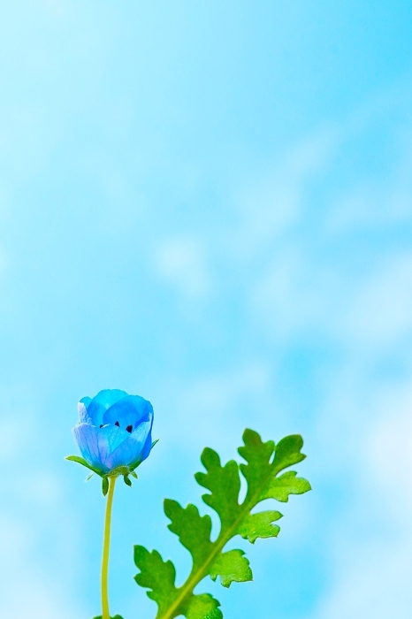 A single blue nemophila flower blooming under a blue sky, the budding leaves of a pretty flower, vertical.