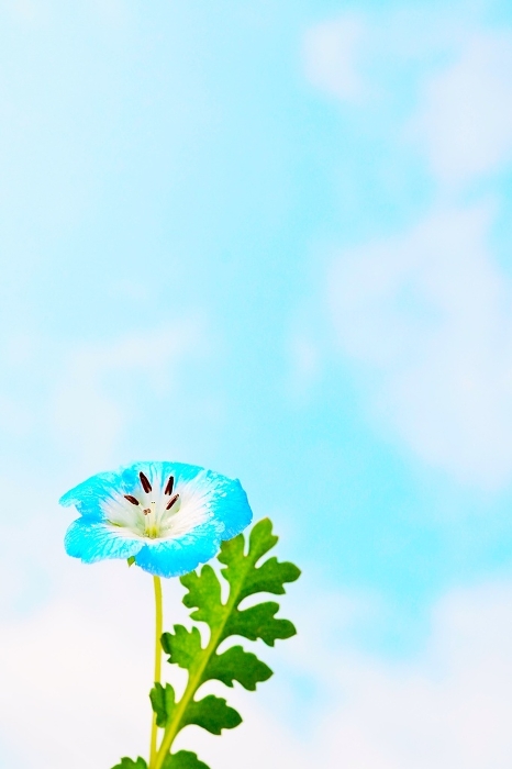 A single beautiful blue nemophila flower and leaves blooming against a blue sky with clouds in the background, an image of spring.