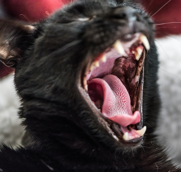 Yawning black cat  close up shot  Yawning black cat  close up shot , by Zoonar Christoph Sch