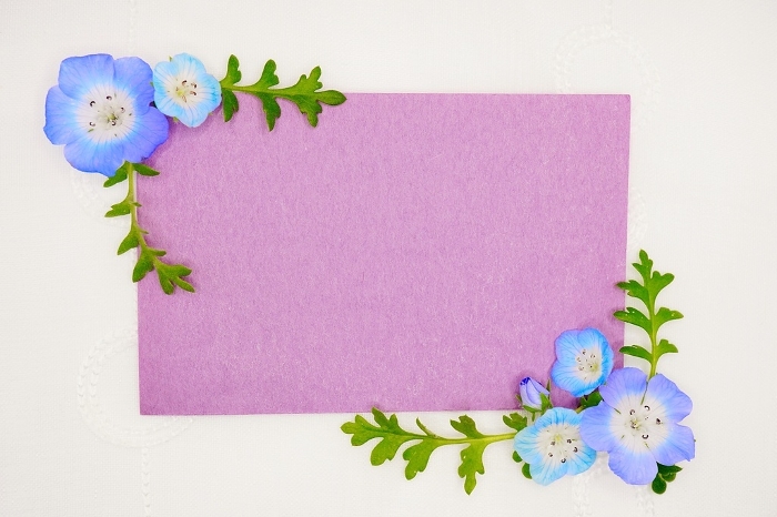 Mock-up of a lovely comment space on purple Japanese paper decorated with blue nemophila flowers and leaves on a lace white background