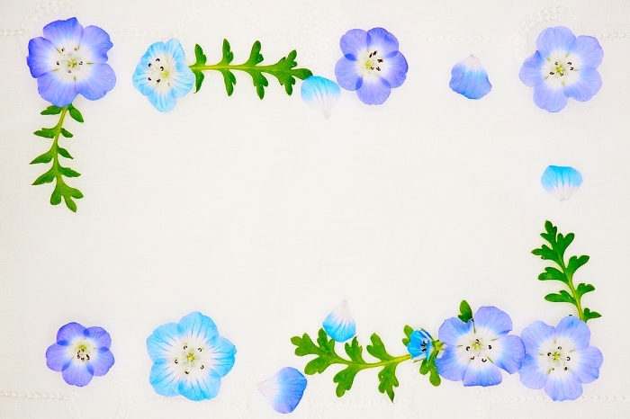 Gorgeous spring frame with blue nemophila flowers arranged in squares on white background