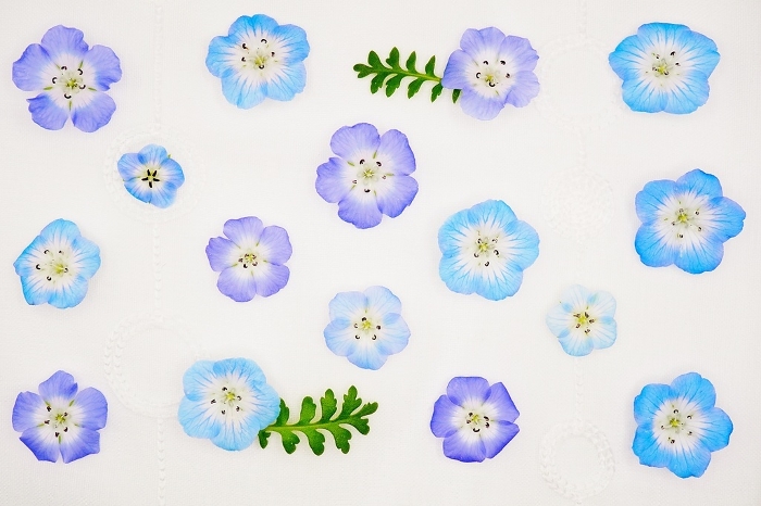 Spring image of beautiful blue nemophila flowers on a white background of lace, lovely pattern background material.