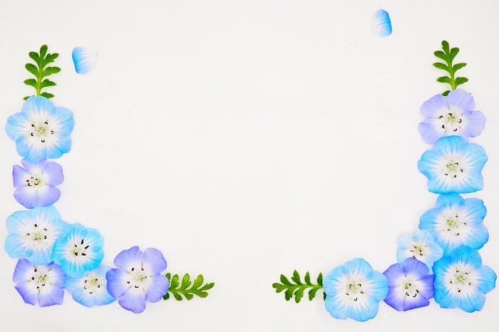 Title frame material of blue nemophila flowers and leaves arranged on white background