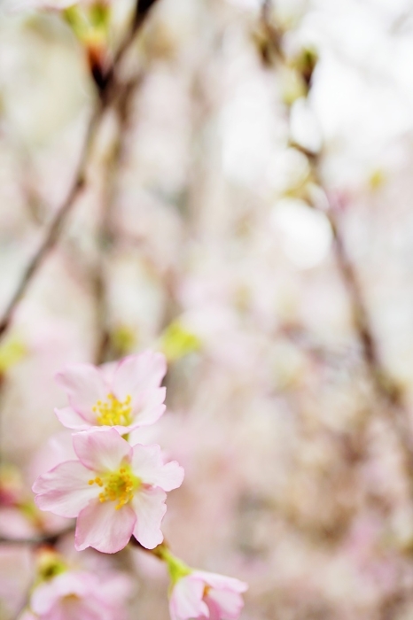 Beautiful early blooming cherry blossoms, close-up of Keio cherry blossoms in full bloom, vertical
