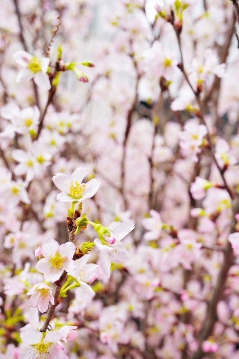 Close-up of a small Keifan cherry blossom branch in full bloom, vertical