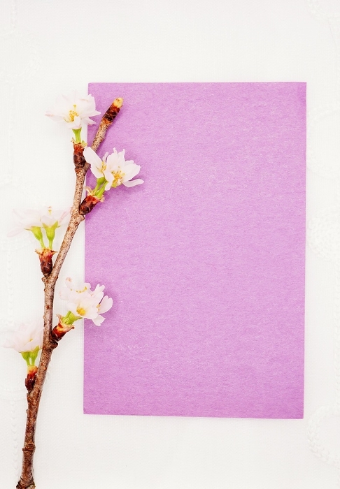 Mockup of purple spring-like title space decorated with flowering branches of the Keio cherry tree on a white background, vertical