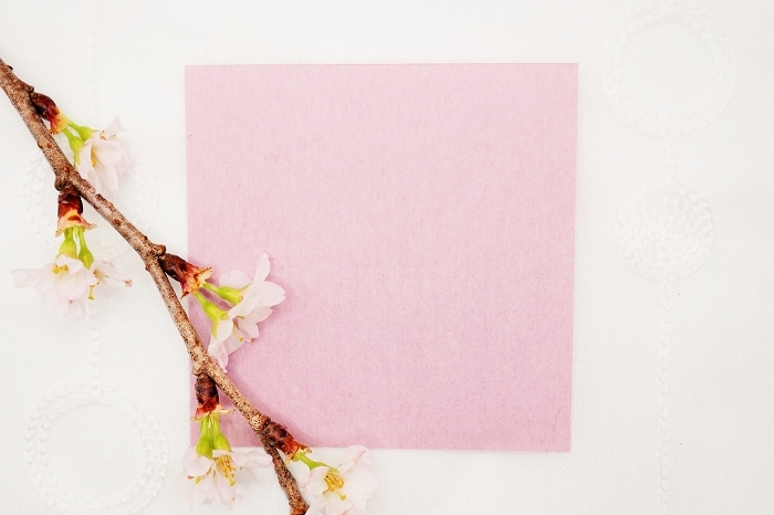 Mockup of a cute pink comment space with a white background decorated with flowering branches of Keio cherry blossoms
