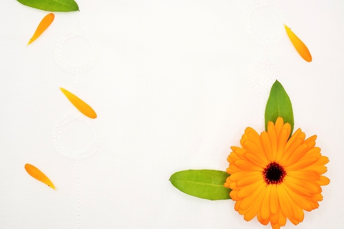 Title space background with orange calendula flowers and petals on white background