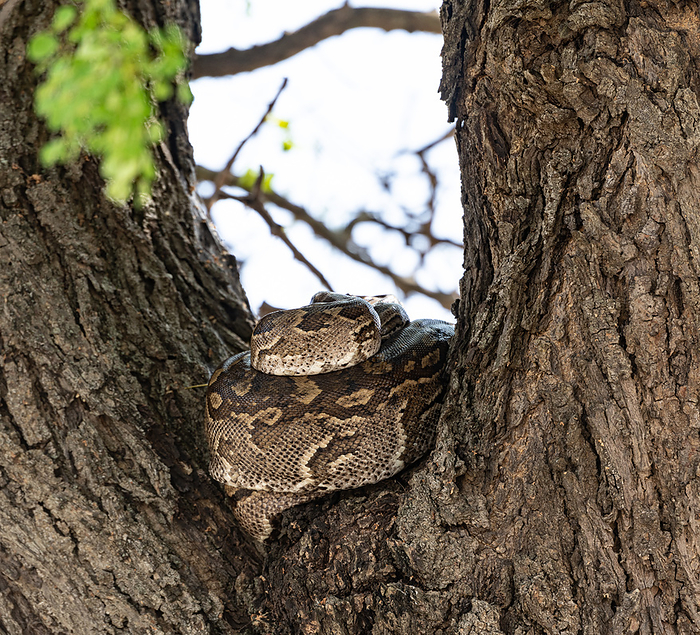 Python  Pythonidae  resting on a tree Python  Pythonidae  resting on a tree, by Zoonar Christoph Sch