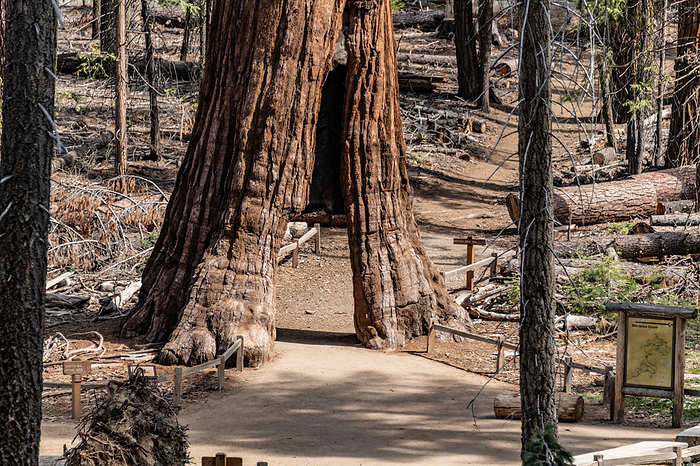 Tunnel Tree  Giant Sequoia  in Yosemite NP Tunnel Tree  Giant Sequoia  in Yosemite NP, by Zoonar Christoph Sch