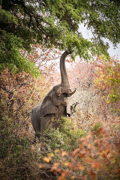 Eating African Bush Elephant  Loxodonta Africana  Eating African Bush Elephant  Loxodonta Africana , by Zoonar Christoph Sch