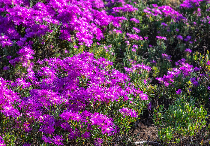 Flowers in Kirstenbosch Botanical Gardens, South Africa Flowers in Kirstenbosch Botanical Gardens, South Africa, by Zoonar Christoph Sch
