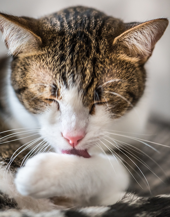 Cute cat cleaning itself Cute cat cleaning itself, by Zoonar Christoph Sch