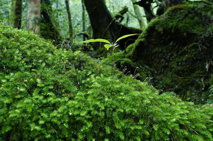 Sprout of Hosobatabu Yakushima, Kagoshima, Japan At Yakushima Island, a World Natural Heritage site.