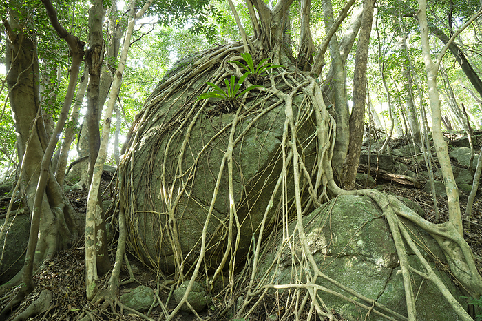 Banyan Tree and Giant Tanin Watari Yakushima Island, Kagoshima Prefecture At Yakushima Island, a World Natural Heritage site. Roots of a banyan tree encircle a large rock, and giant cottonwoods are growing on the rock.