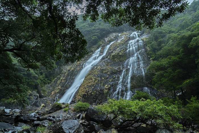Okawa Falls Kagoshima Prefecture Yakushima Island At Yakushima Island, a World Natural Heritage Site. Okawa  Oko  Waterfall
