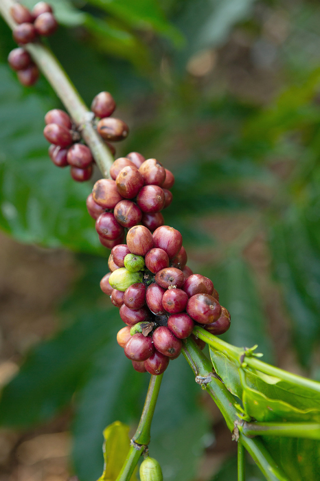 Coffee berries and coffee cherries