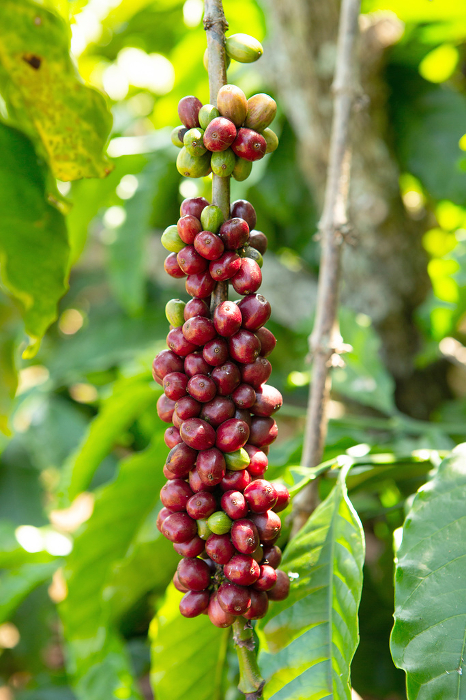 Coffee berries and coffee cherries