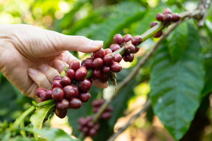 Woman's hand holding coffee berries and coffee cherries