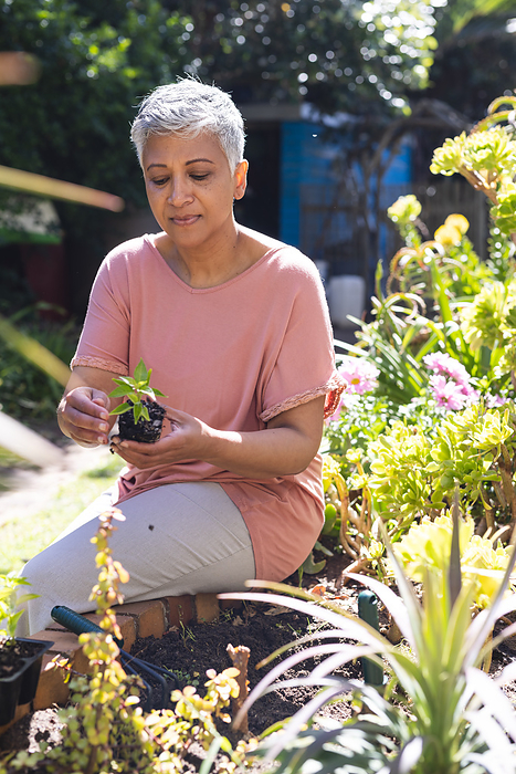 A mature biracial woman gardening at home. She's focused on planting in her lush backyard garden, unaltered.