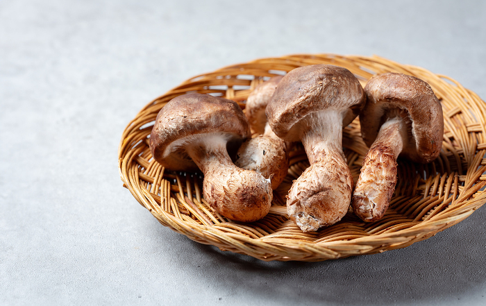 pine mushroom