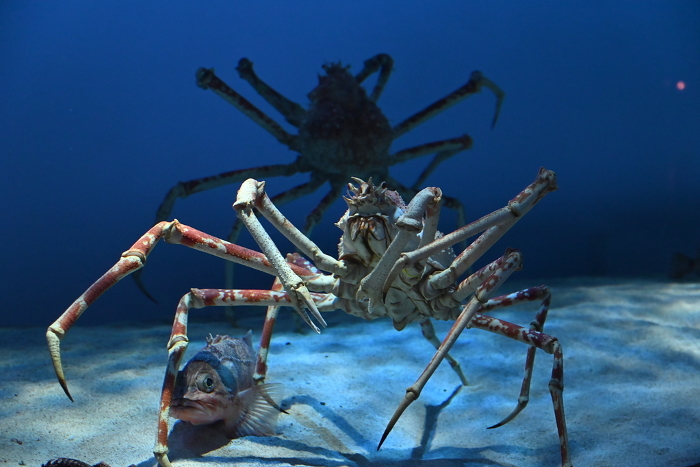 Sesarmops intermedium (species of grapsoid crab)