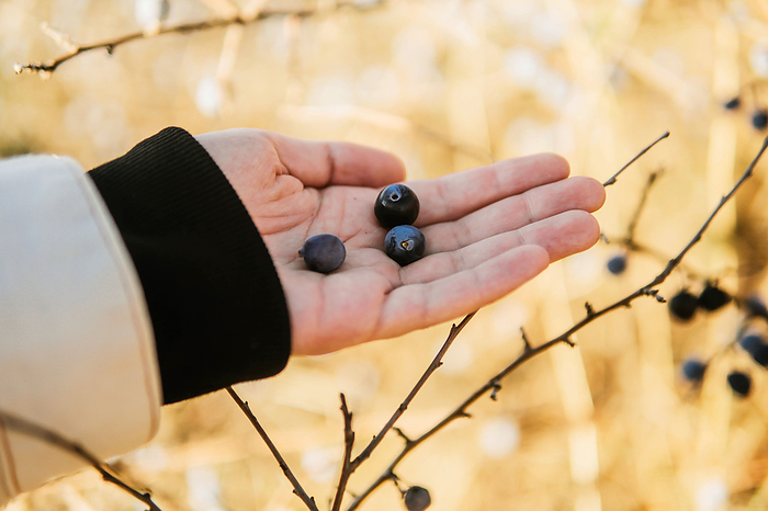 Cropped hand of woman holding berries, by Cavan Images / Inna Chernysh