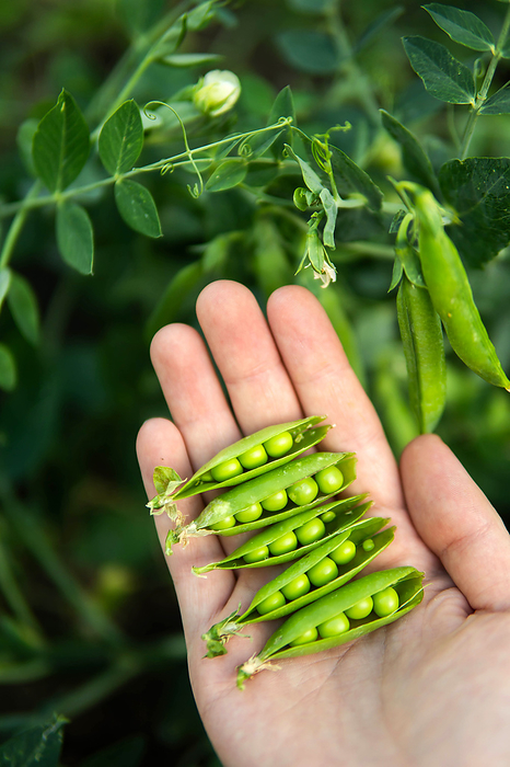 Hands holding freshly picked peas from garden., by Cavan Images / Inna Chernysh