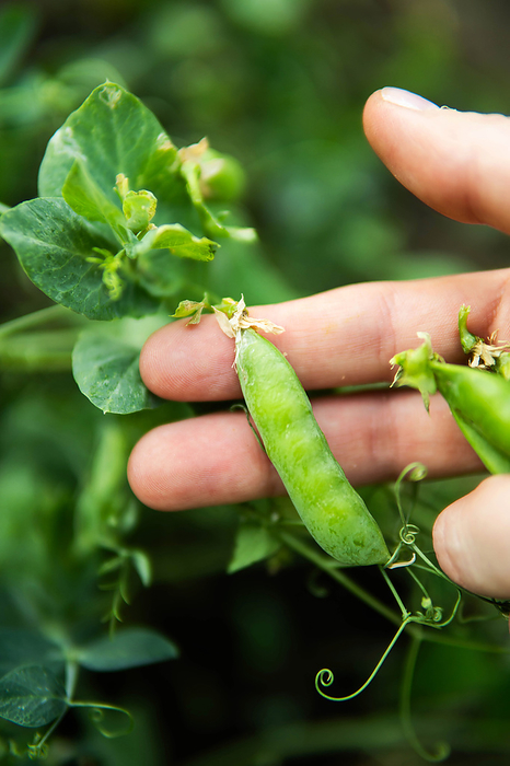 Hands holding freshly picked peas from garden., by Cavan Images / Inna Chernysh