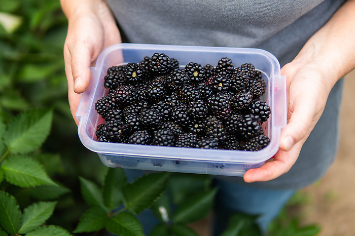 Cropped image of woman harvesting blackberries from plants at fa, by Cavan Images / Inna Chernysh