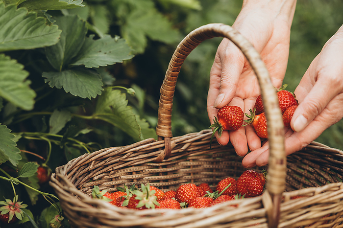 Wicker basket with strawberries next to the strawberry patch, by Cavan Images / Natalia Akulova