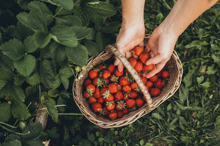 Person puts strawberries in a wicker basket, by Cavan Images / Natalia Akulova