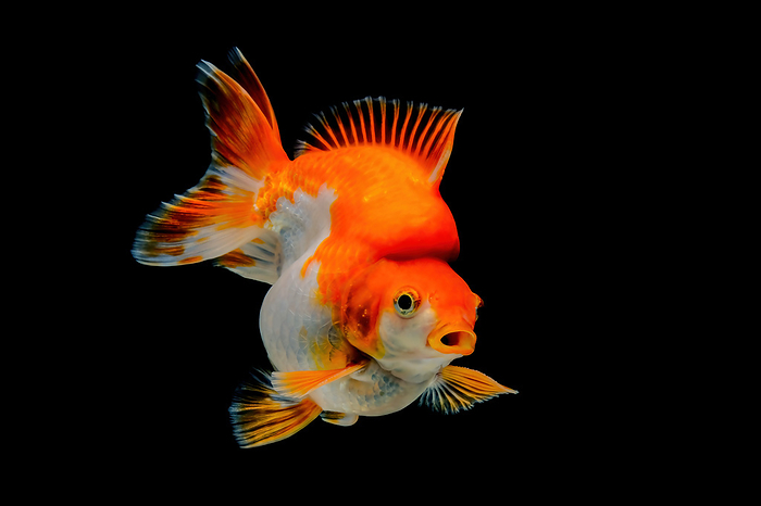 Red & White Ryukin Goldfish (Carassius auratus), by Cavan Images / Riadi Pracipta
