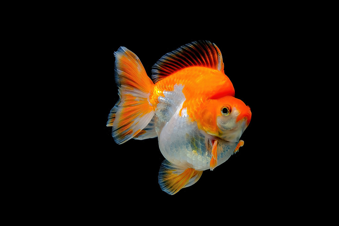 Red & White Ryukin Goldfish (Carassius auratus), by Cavan Images / Riadi Pracipta