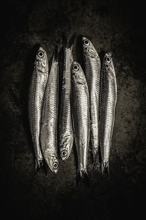 Raw Sardines on a Dark Background, by Cavan Images / Sara Ghedina