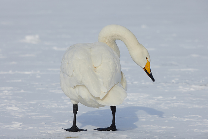 Whooper swans grooming their feathers Japanese name whooper swan English nameWhooper swan Photo by Shogo Asao