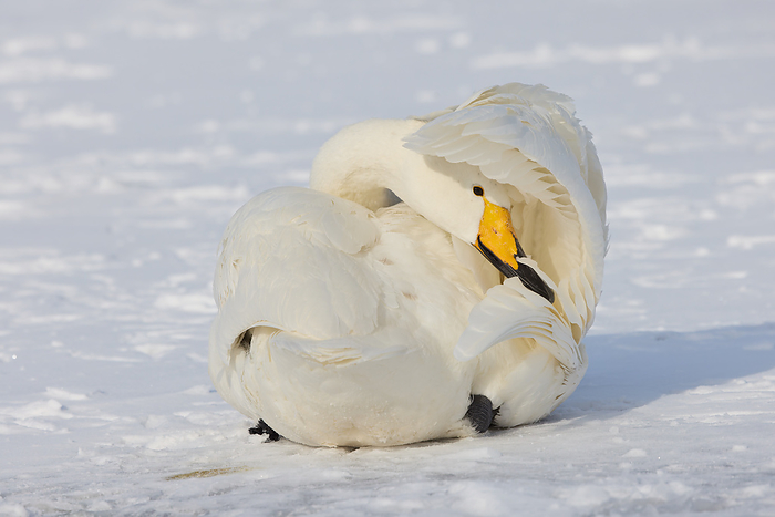 Whooper swans grooming their feathers Japanese name whooper swan English nameWhooper swan Photo by Shogo Asao