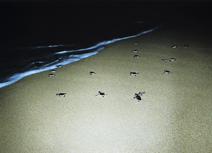 green turtle  Chelonia mydas  Green Turtle  Chelonia mydas  hatchlings migrating to the sea