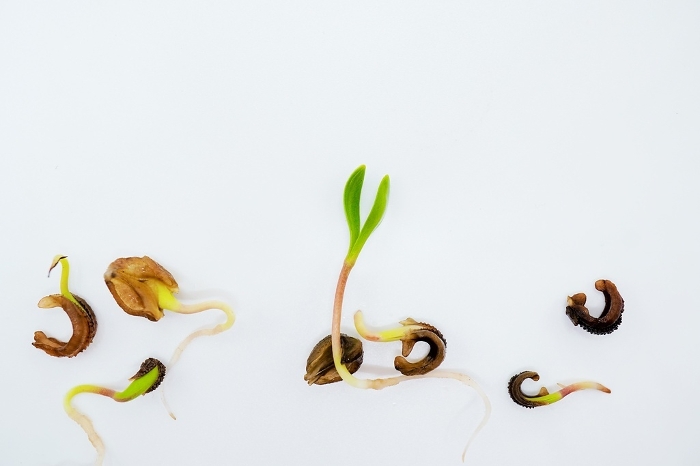 Calendula buds and twin leaves just germinated from seeds on white background