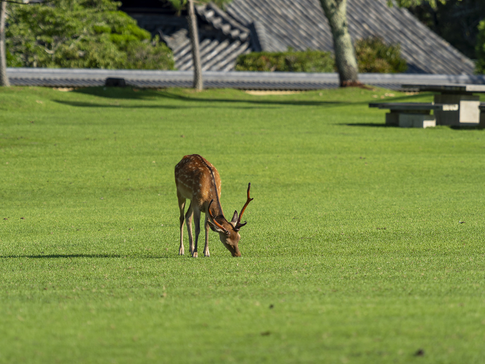 A stag eating grass in Nara Park