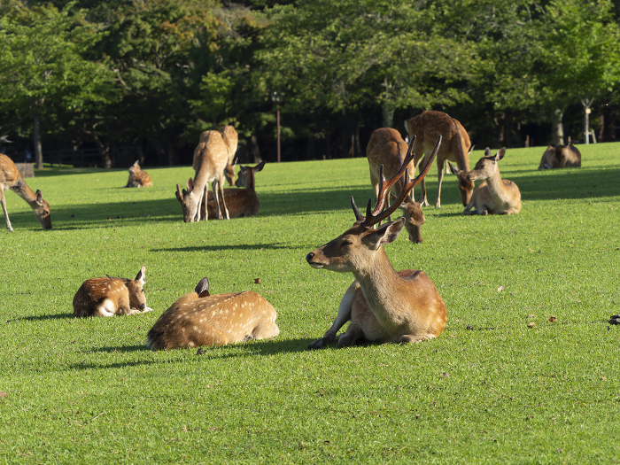 Deer in Nara Park resting on the grass