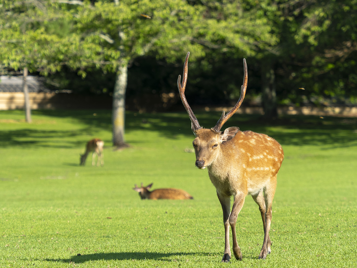 Male deer walking in Kasugano Park, Nara Park